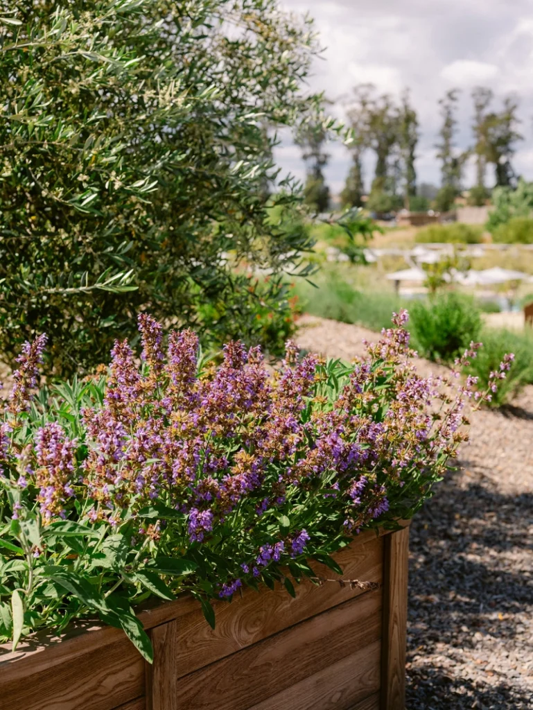 garden sage - valley girls napa